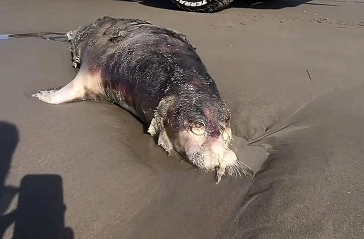 ۶۰ فوک خزری در سواحل گیلان تلف شدند