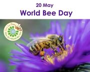 ۲۰ مه روز جهانی زنبور عسل است