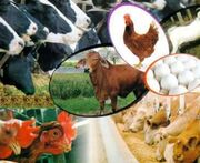 رشد چشمگیر صادرات حوزه دامپزشکی در استان مرکزی