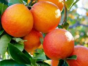 معرفی ارقام جدید پرتقال و نارنگی متناسب با ایران