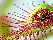 چرا بعضی از گیاهان گوشت می‌خورند؟