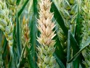 پارادوکس افزایش بارندگی‌ها در کردستان و کاهش سبزشدگی مزارع گندم / علت اصلی تأخیر در آغاز بارندگی‌ها است