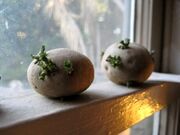 این سیب زمینی‌ها سمی هستند، مراقب باشید | علایم مسمومیت با سیب زمینی‌های سمی‌