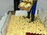 جوجه‌هایی که در چاه ریخته شدند/ بی‌تفاوتی وزارت کشاورزی نسبت به تولیدکنندگان