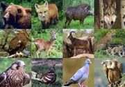 ۴۳۸ گونه جانوری در استان چهارمحال و بختیاری وجود دارد