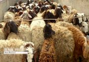 فعالیت ۷ مرکز عرضه دام زنده در روز عرفه و عید قربان