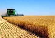 آغاز برداشت گندم از سطح مزارع استان مرکزی / برداشت جو از 20 اردیبهشت ماه آغاز شد