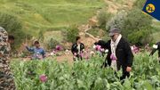 پشت پرده مزارع مشکوک خشخاش در ایران؛ ردپای مافیای مواد در شایعه قانونی شدن کشت خشخاش