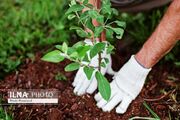 از تولد تا ازدواج با کاشت یک نهال/منابع طبیعی البرز پای مردم را به جنگل‌کاری باز کرد