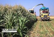 جهش ۷ برابری سطح زیرکشت ذرت در فارس مسیر خودکفایی