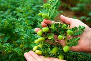 تولید محصولات کشاورزی استان به رکورد ۵.۷ میلیون تُن رسید
