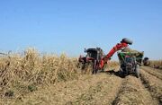 کار در گرمای جنوب با حقوق ناچیز ۱۵ میلیون تومانی/ چرا با پیمانکاران متخلف برخورد نمی‌شود؟