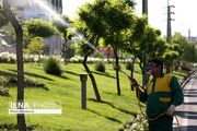 عملیات احیای درختان آسیب‌دیده در بوستان‌های شهر با استفاده از قارچ‌کش‌های گیاهی اجرا شد