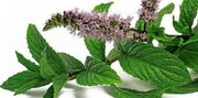 این کرم گیاهی می‌تواند علائم اگزما را کاهش دهد