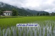 کود معجزه گر برای شالی + میزان و زمان مصرف