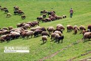 ۷ پرونده تخلف چرای غیرمجاز در ولایترود کرج تشکیل شد
