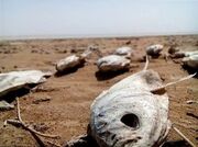 خطر تلفات ماهیان تالاب هامون با اقدامات پیشگیرانه شیلات منطقه سیستان مهار شد