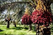 باغداران جنوب کرمان در محاصره خشکسالی و تصمیمات ناگهانی/خرما روی دست کشاورزان ماند