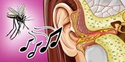 چرا پشه‌ها کنار گوشمان وزوز می‌کنند؟
