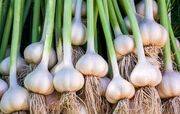 سیر را در یخچال نگذارید!