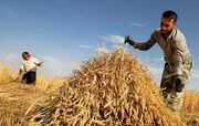 سیاست‌های قیمت‌گذاری گندم اصلاح شود