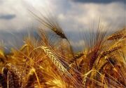 پیش‌بینی تولیدی 480 هزار تن گندم آبی و دیم در استان مرکزی