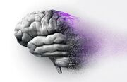 مغز را پیش از فراموشی دریابیم؛ نگاه دقیق تر علوم اعصاب به آلزایمر