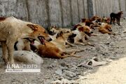 وضعیت نابسامان سگ‌های بلاصاحب و جانوران موذی در کوهدشت