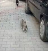 ویدئو پربازدید از گربه‌ای که همراه توله‌اش برای واکسیناسیون رفت + فیلم