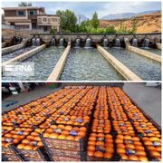 ایجاد پایانه مدرن صادراتی و شهر شیلاتی در مازندران/ صادرات کیوی و مرکبات تسهیل می‌شود