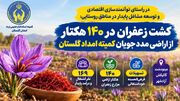 کشت زعفران در ۱۴۰ هکتار از اراضی مددجویان کمیته امداد گلستان