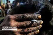 مصرف گل می‌تواند تمرکز و قدرت قضاوت را مختل کند