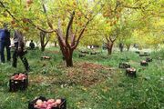 پیش‌بینی تولید ۲۵۰ هزار تن محصول از باغ‌های سمیرم در سال ۱۴۰۵