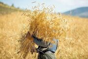 واریز ۷۳ همت دیگر از مطالبات گندم‌کاران؛ مجموع پرداختی به ۳۴۸ همت رسید