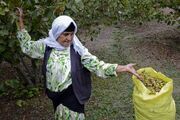 برداشت ۴۰ تن فندق از باغ‌های گلستان/ «مینودشت» قطب تولید فندق گلستان