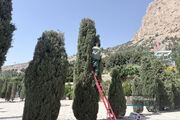 هرس ۳۵۳ هزار مترمربع پرچین در فضای سبز منطقه ۵ اصفهان