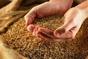 تولید ۲۲۰ تن هسته اولیه بذری در خراسان رضوی