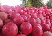 تولید سالانه ۱۶۰۰ تن انار در چهارمحال‌وبختیاری