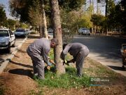 درختان آسیب‌دیده از خشک‌سالی در شهر اصفهان احیا می‌شوند