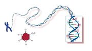 آیا DNA می‌تواند کلید آینده محاسبات کوانتومی باشد؟