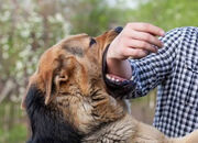 ۱۰۷ مورد گازگرفتگی سگ در مازندران ثبت شده است