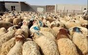 تشکیل ۳۵ گروه ثابت و سیار برای نظارت بهداشتی و شرعی بر ذبح دام‌های قربانی در ایلام