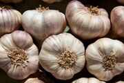 سیر؛ از دفع پشه تا اختلال در تولیدمثل آن