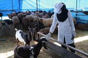 بسیج گسترده اکیپ‌های نظارتی و آمادگی کامل برای اجرای طرح ویژه بهداشتی عید سعید قربان