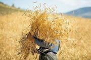 تأخیر در پرداخت مطالبات گندم‌کاران به کشاورزی خوزستان آسیب زده است