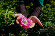 ۳۶۰ هکتار از اراضی چهارمحال‌وبختیاری زیر کشت گل محمدی است
