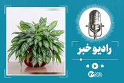 گیاهان چگونه اضطراب را از خانه دور می‌کنند؟