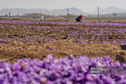 تقویت تعاونی زعفران کاران، گامی برای توسعه ۷۰۰ هکتاری این محصول در گلستان