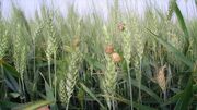 حمایت از کشاورزان باید در عمل باشد/ سهمیه سوخت همدان افزایش چشمگیر یافت