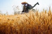 افق ۲۳۰ هزار تنی تولید گندم تا شهریور از مزارع اصفهان
